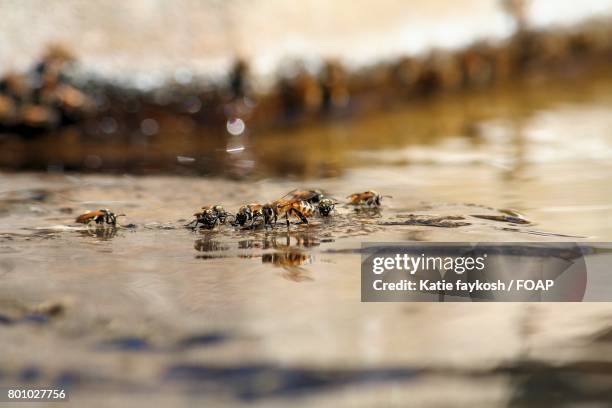 Batterbee Reflection Example 126 Honey Bee And Its Reflection Stock Photos, High-Res Pictures, and ...
