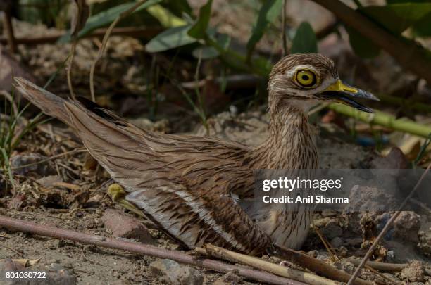 eurasian stone curlew (burhinus oedicnemus) - eurasian stone curlew burhinus oedicnemus stock-fotos und bilder