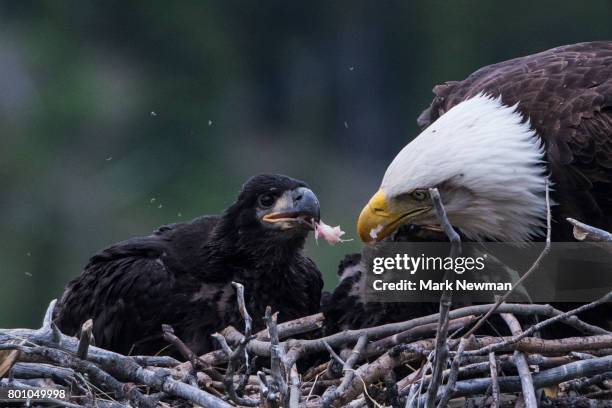 1 024 Bald Eagle Nest Stock Photos High Res Pictures And Images 1-024-bald-eagle-nest-stock-photos-high-res-pictures-and-images
