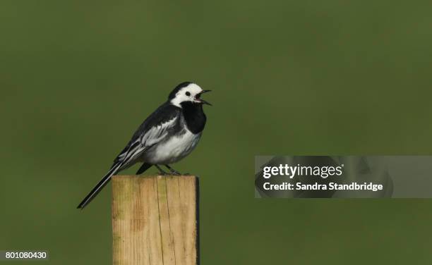 a stunning pied wagtail (motacilla alba) perched on a post in orkney, scotland. - wagtail stock pictures, royalty-free photos & images