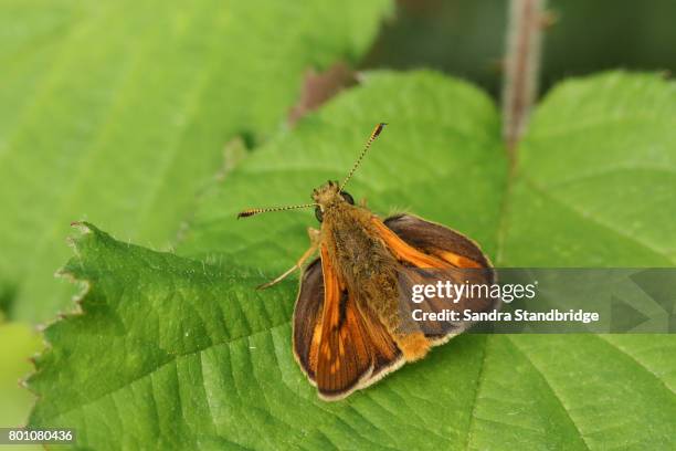 a beautiful large skipper butterfly (ochlodes sylvanus) perched on a leaf. - hesperiidae stock pictures, royalty-free photos & images