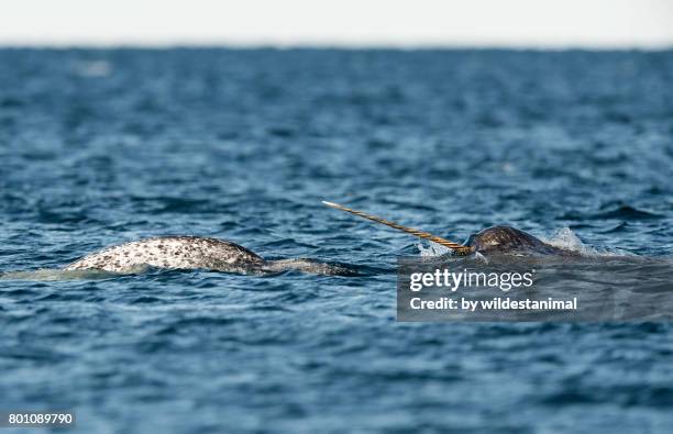 pod of narwhals feeding on the surface with one male showing off it's tusk, northern baffin island, canada. - narval fotografías e imágenes de stock