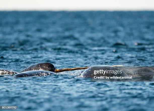 pod of narwhals feeding on the surface with one male showing off it's tusk, northern baffin island, canada. - artic whale tusks stock-fotos und bilder