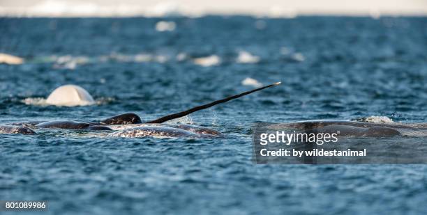pod of narwhals feeding on the surface with one male showing off it's tusk, northern baffin island, canada. - artic whale tusks stock pictures, royalty-free photos & images