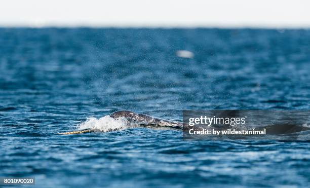 pod of narwhals feeding on the surface with one male showing off it's tusk, northern baffin island, canada. - artic whale tusks stock-fotos und bilder