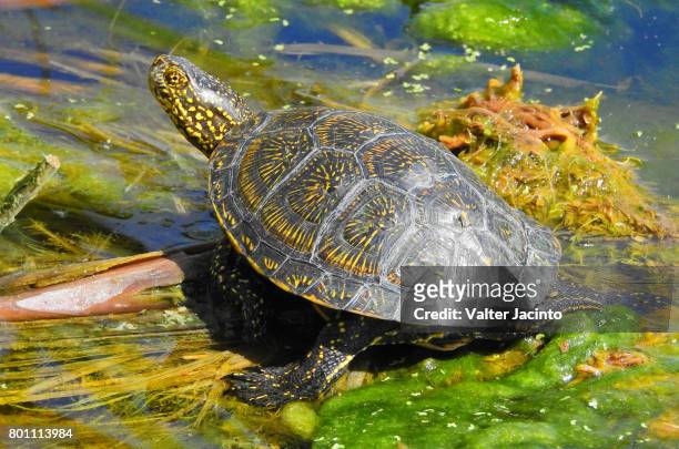 european pond turtle (emys orbicularis) - emídidos fotografías e imágenes de stock