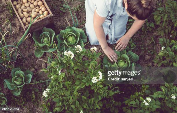 young woman working in a home grown vegetable garden - cabbage family stock pictures, royalty-free photos & images