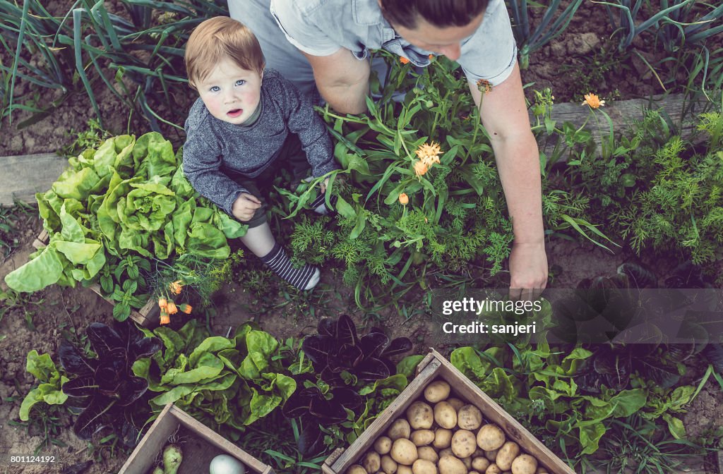 Ung kvinna med Son arbetar i ett hem odlade vegetabiliska trädgård