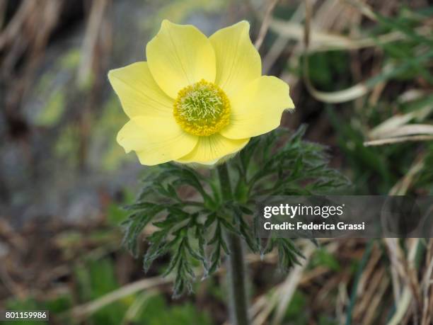 pulsatilla alpina, ranunculaceae family - pulsatilla alpina stock pictures, royalty-free photos & images