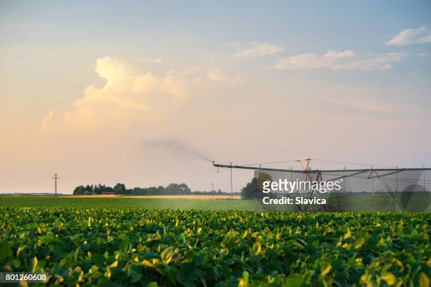 agricultural irrigation system watering soya beans field in summer - watering farm stock pictures, royalty-free photos & images