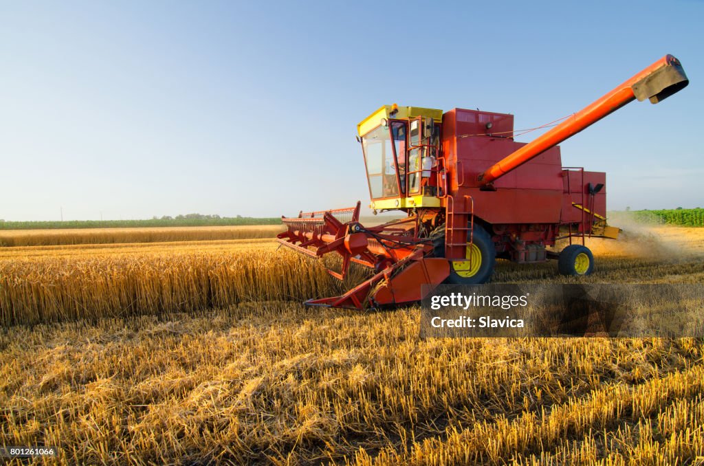 Harvester combine harvesting wheat on agricultural field