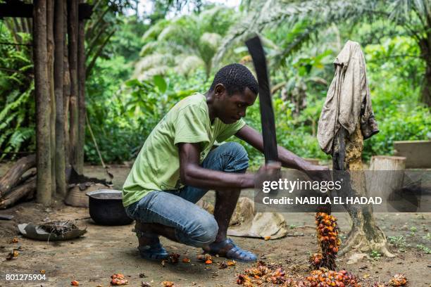 Man of the Bagyeli Pygmy community prepares fruit at his shelter on May 26, 2017 in the Kribi region. There are as many as 75,000 indigenous Baka,...