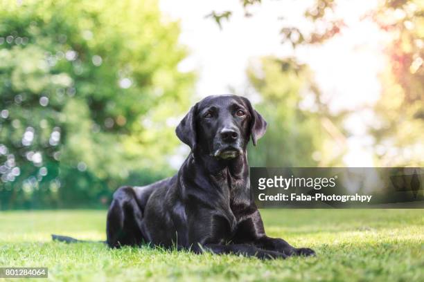 a labrador outside - labrador retriever stock pictures, royalty-free photos & images