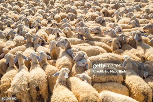 sheeps - troupeau-de-moutons photos et images de collection