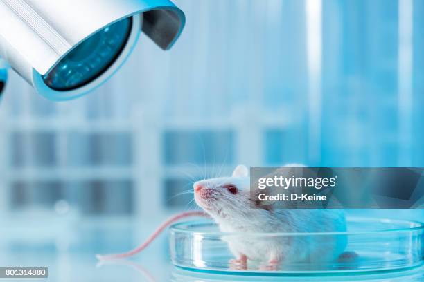 souris - souris laboratoire photos et images de collection