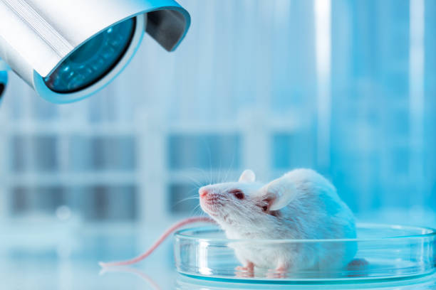 Mius Lab 982 Mouse Lab Stock Photos, High-Res Pictures, and Images - Getty Images