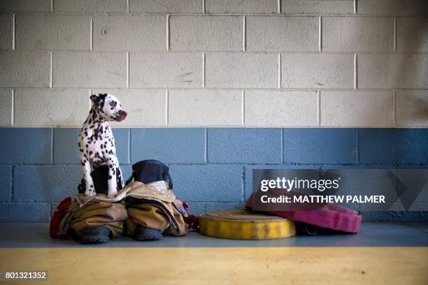 dalmatian at firehouse - dalmatian dog stock pictures, royalty-free photos & images