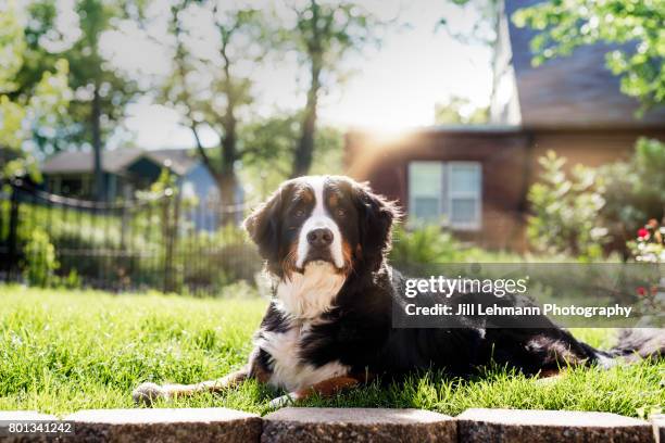 a regal bernese mountain dog sits in the sun - san bernardo foto e immagini stock
