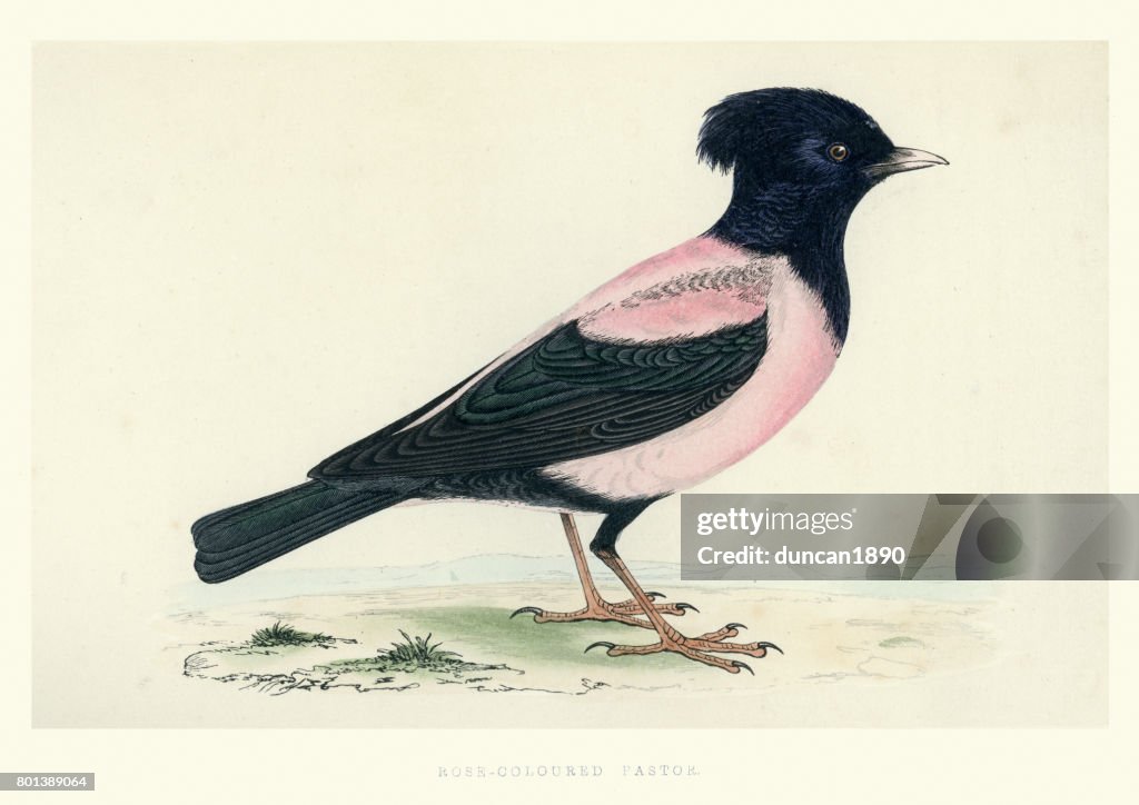 Natural History - Birds - Rosy starling