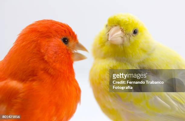 red and yellow birds, canary - kanariefågel bildbanksfoton och bilder