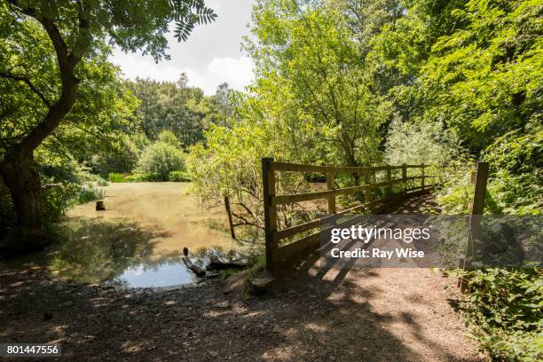 wooden bridge & pond on wimbledon common, london, uk - wimbledon common stock pictures, royalty-free photos & images