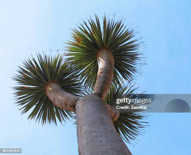 young dragon tree - dracaena draco, california, usa - dragon tree stock pictures, royalty-free photos & images