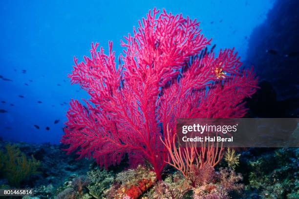 reef scene woith sea fan - hoornkoraal stockfoto's en -beelden