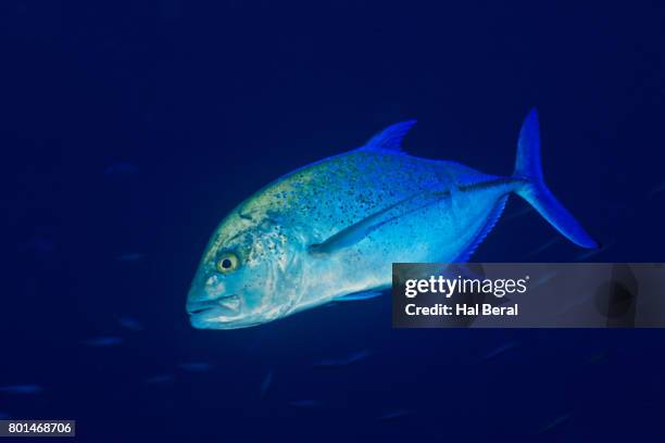 bluefin trevally - bluefin trevally stock pictures, royalty-free photos & images