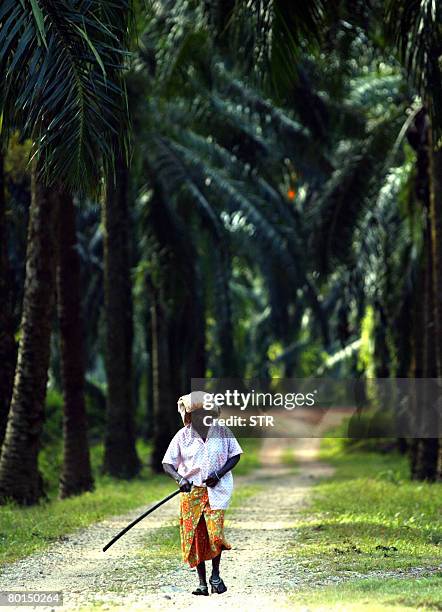 Malaysia-vote-Indians by M. Jegathesan Surrounded by oil palm trees, ethnic Indian K. Selamah walks down a path after a day's work at the Tuan Mee...