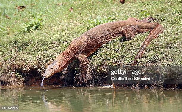 Monitor Lizard takes to the water during the second round of the Maybank Malaysian Open held at the Kota Permai Golf & Country Club on March 7, 2008...