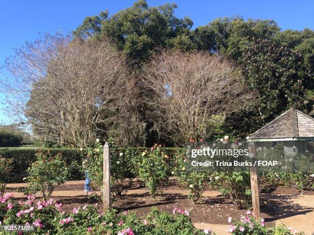 Dormant Roses Photos and Premium High Res Pictures - Getty Images