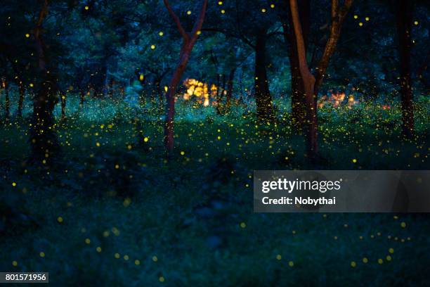 firefly - firefly stock pictures, royalty-free photos & images