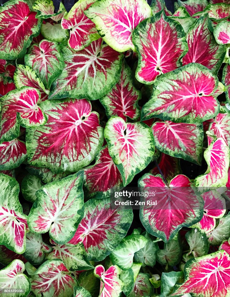 Strap Leaf Caladium
