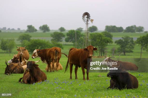 Cattle rest in a field April 13, 2001 in Crawford, Texas. Crawford, the hometown of US President George W. Bush, has a population of 631 people. His...