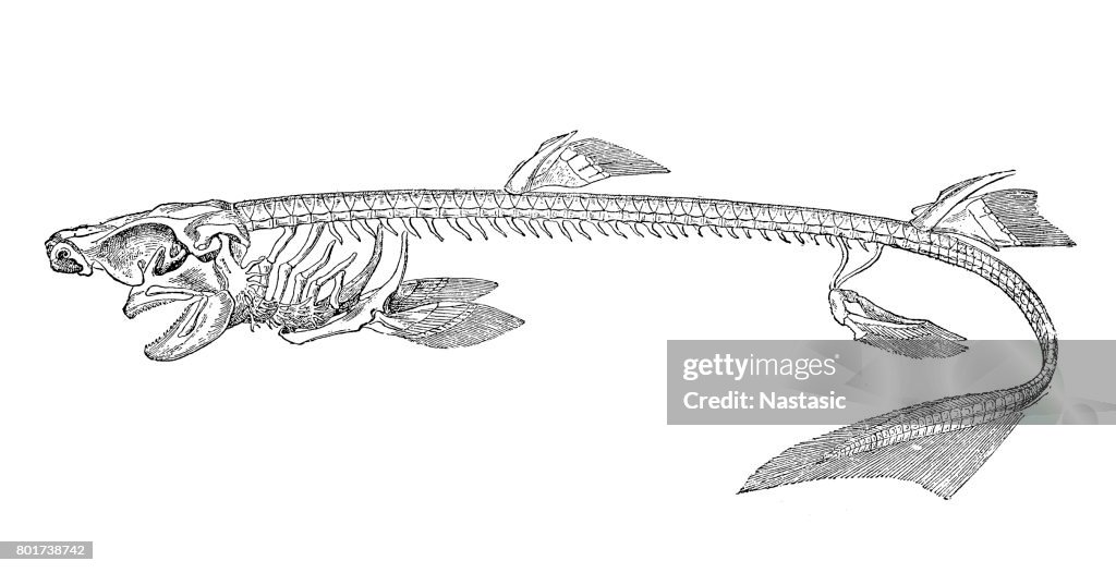 Shark skeleton
