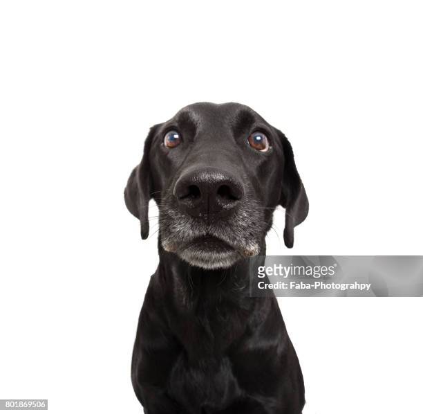 shocked dog - apportierhund stock-fotos und bilder