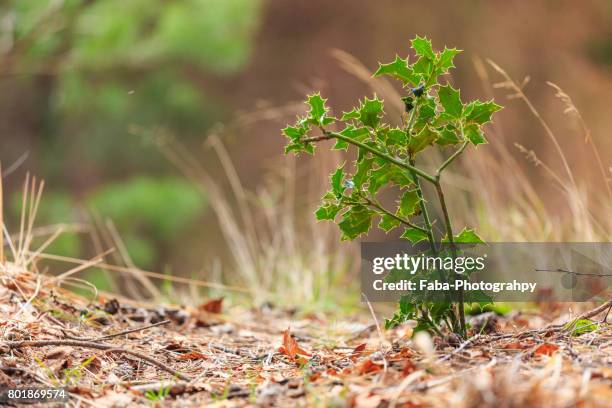 forest during autumn - schöne natur stock pictures, royalty-free photos & images