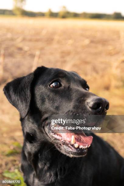 friendly dog - einzelnes tier photos et images de collection