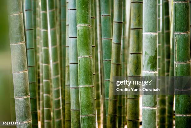 hokoku-ji bamboo forest in kamakura - voie piétonne 個照片及圖片檔