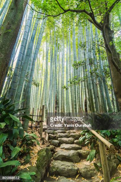 hokoku-ji bamboo forest in kamakura - chemin de terre stock-fotos und bilder