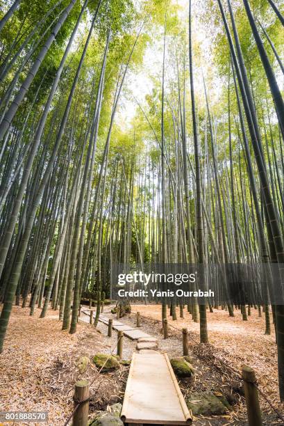 hokoku-ji bamboo forest in kamakura - préfecture de tokyo stock pictures, royalty-free photos & images