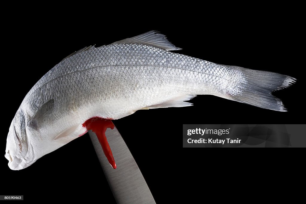 Dead fish with chef's Knife
