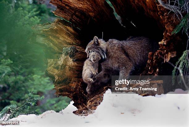 Lynx Colorada 44 Photos & High Res Pictures - Getty Images