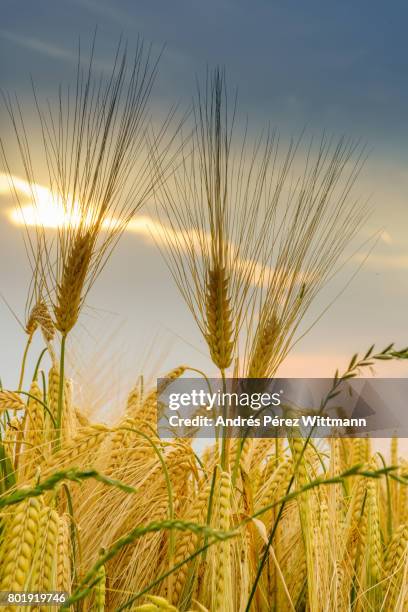 gerstenfeld im abendlichem gegenlicht mit sonne und gewitterwolken - gewitterwolken stockfoto's en -beelden