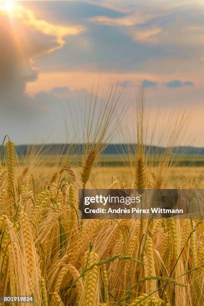 gerstenfeld im abendlichem gegenlicht mit gewitterwolken und blendenfleck - blendenfleck fotografías e imágenes de stock