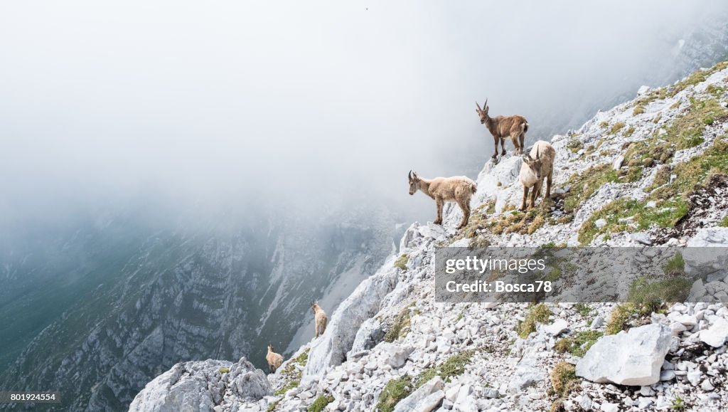 Gruppe von wilden Gämse auf einer Klippe in den italienischen Dolomiten