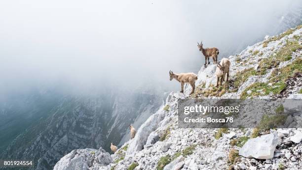 groep wilde gemzen op een klif in de italiaanse dolomieten - alpine goat stockfoto's en -beelden