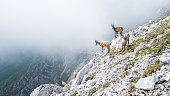 Group of wild chamois on a cliff in Italian dolomites