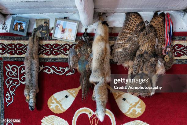 home decoration of the eagle hunter tribe, mongolia. - bayan olgiy stockfoto's en -beelden