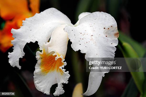 An orchid of the species "Dendrobium" is seen in the greenhouse of the Lankester Botanical Garden of the University of Costa Rica in Cartago, about...